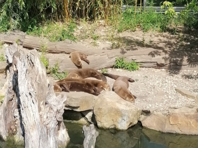 Výlet do Zoo Lešná 2. stupeň